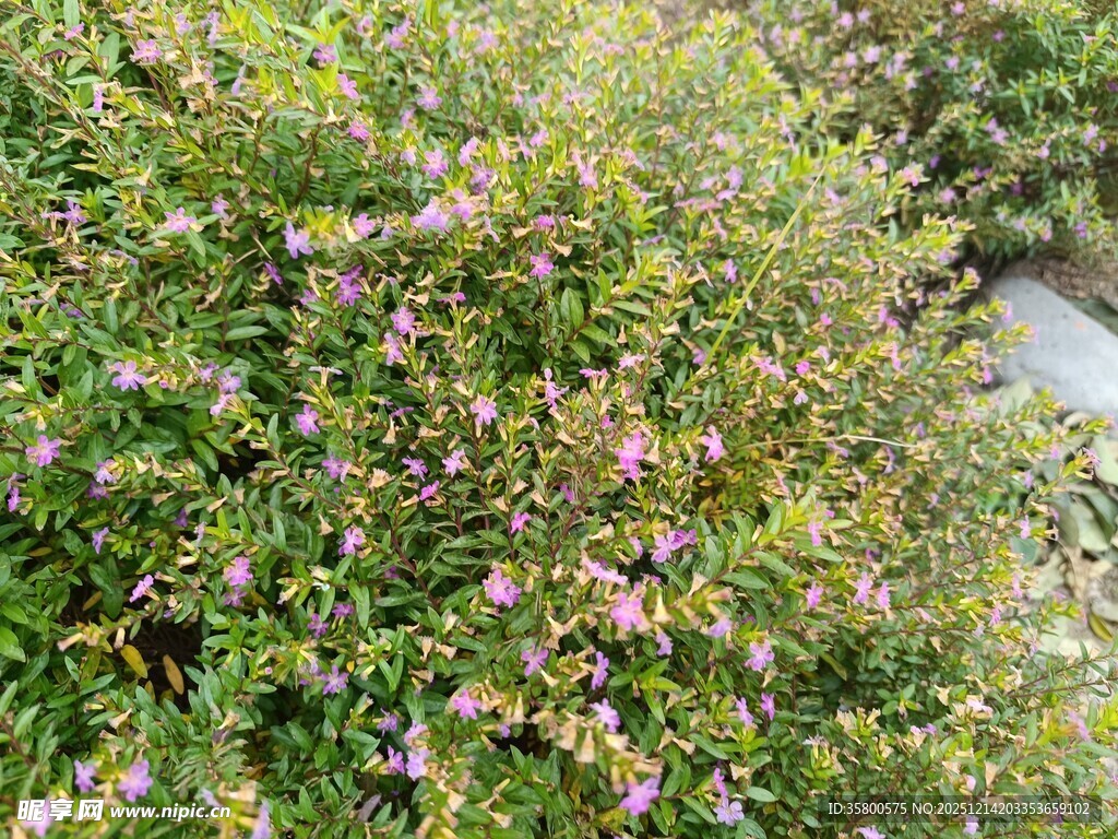 盛开的繁茂花丛