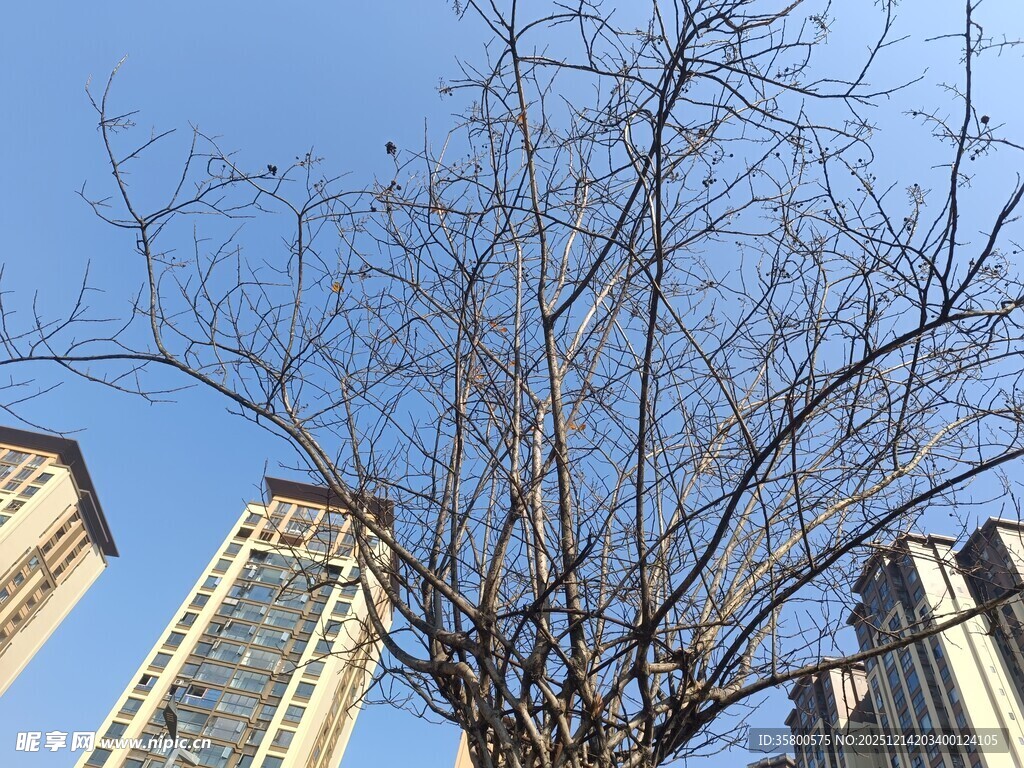 城市中光秃树木与高楼