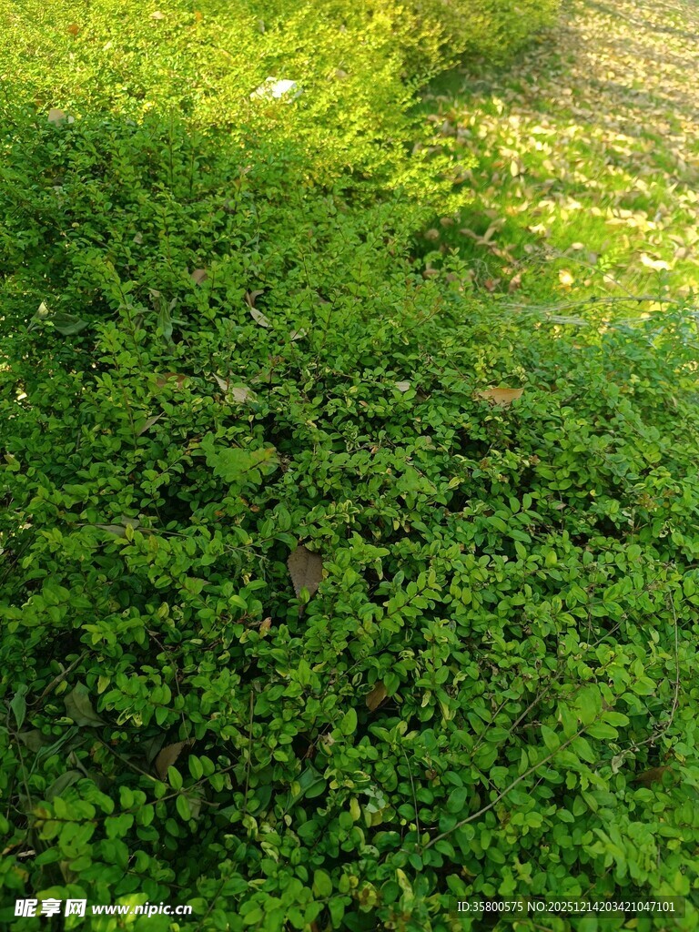 阳光下的翠绿草地