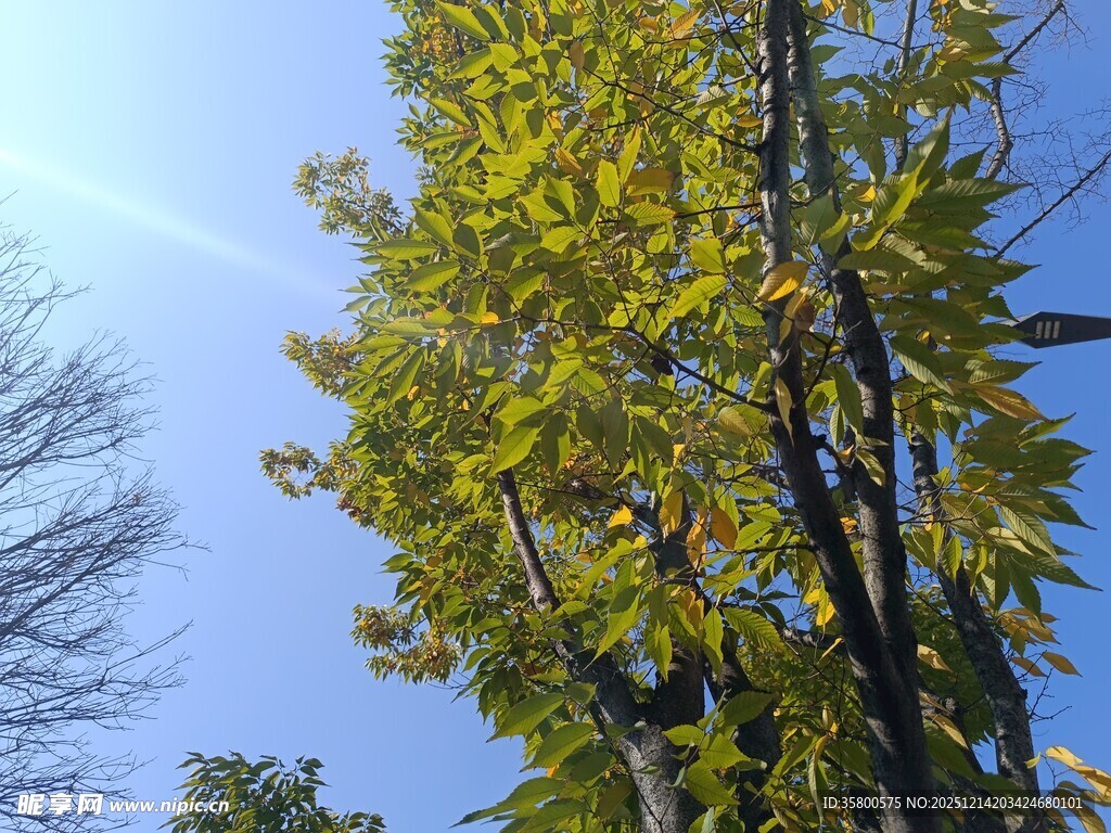 秋日枝头黄叶映蓝天