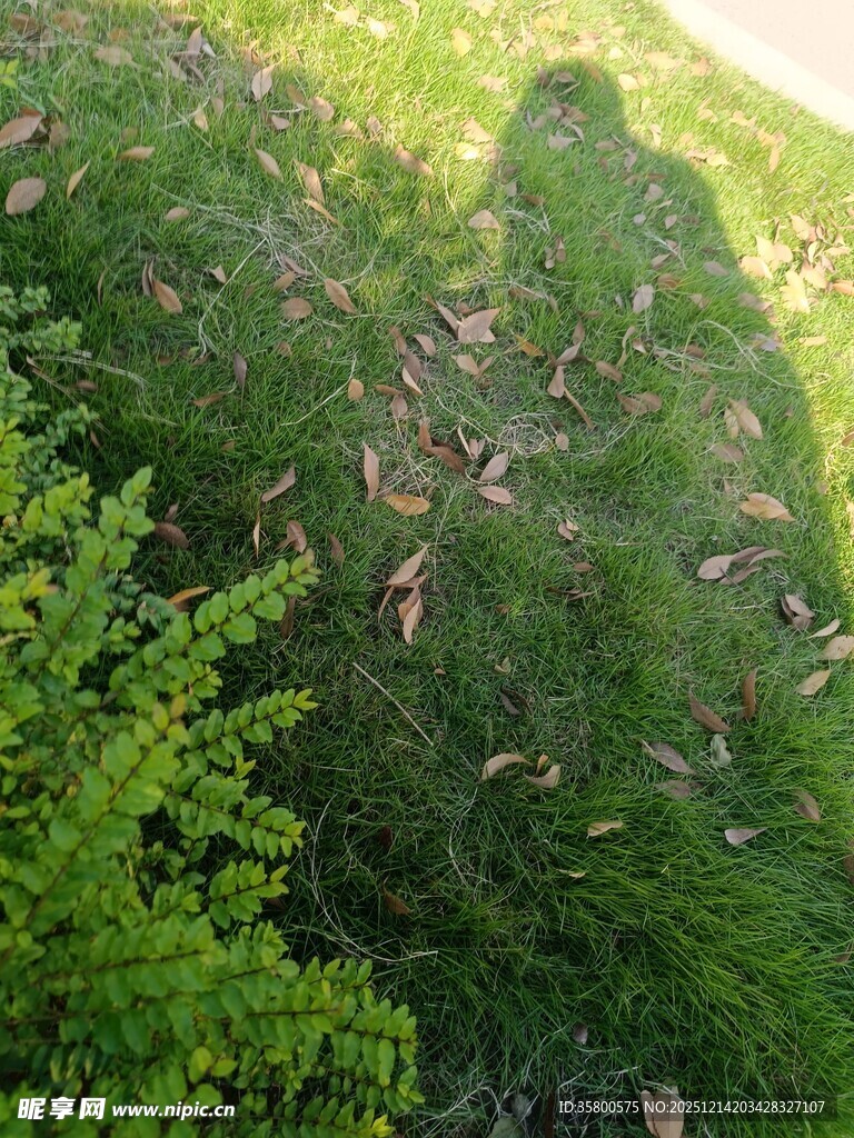 群鸟飞舞于葱郁树木间