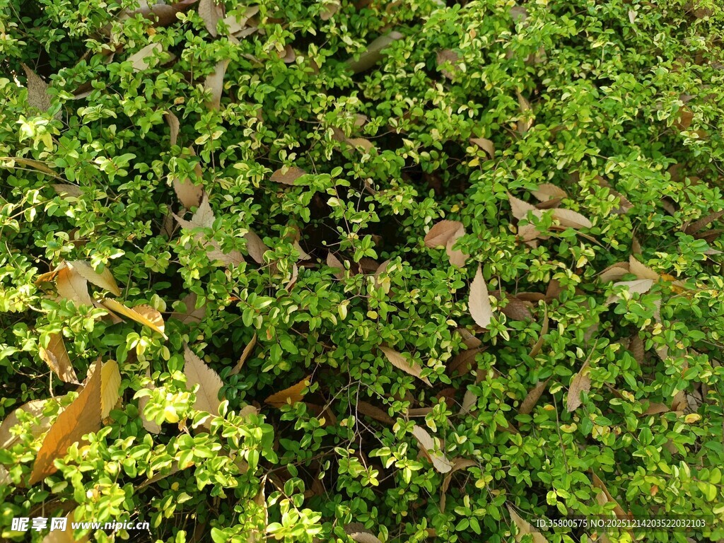 翠绿繁茂的灌木丛
