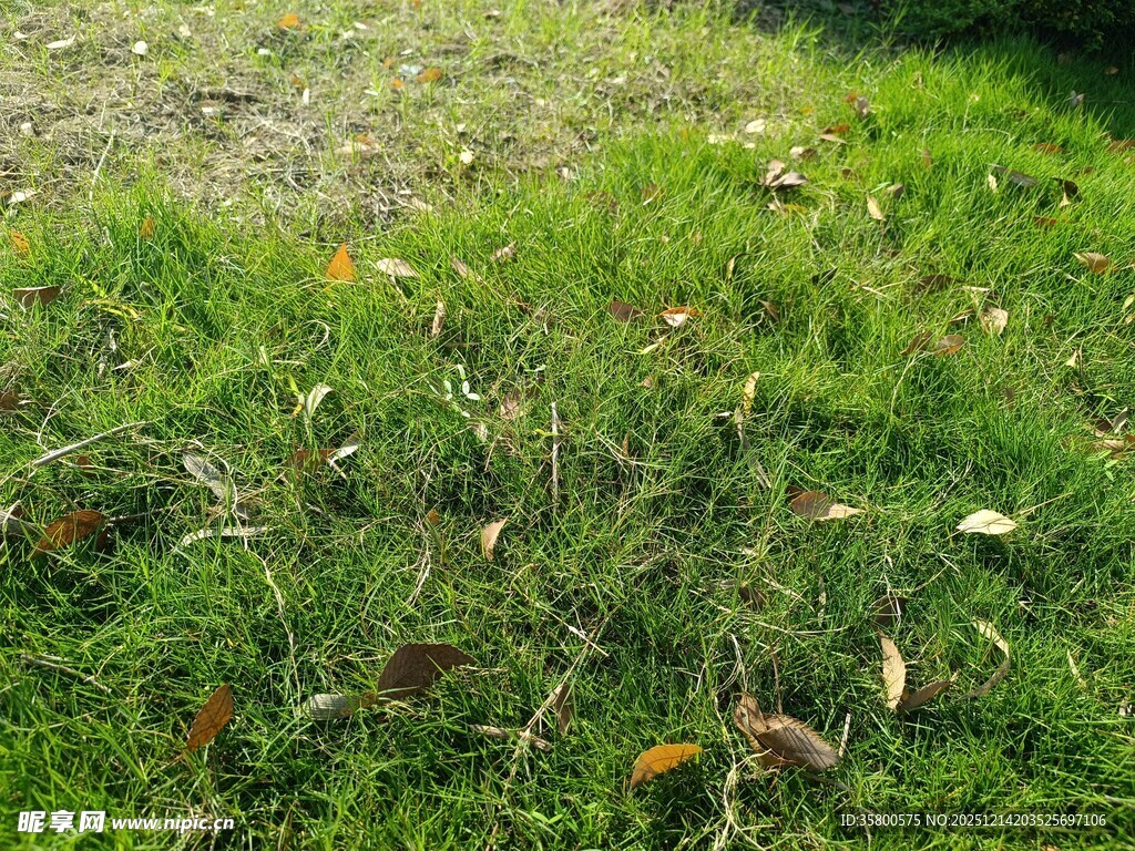 阳光下的翠绿草地