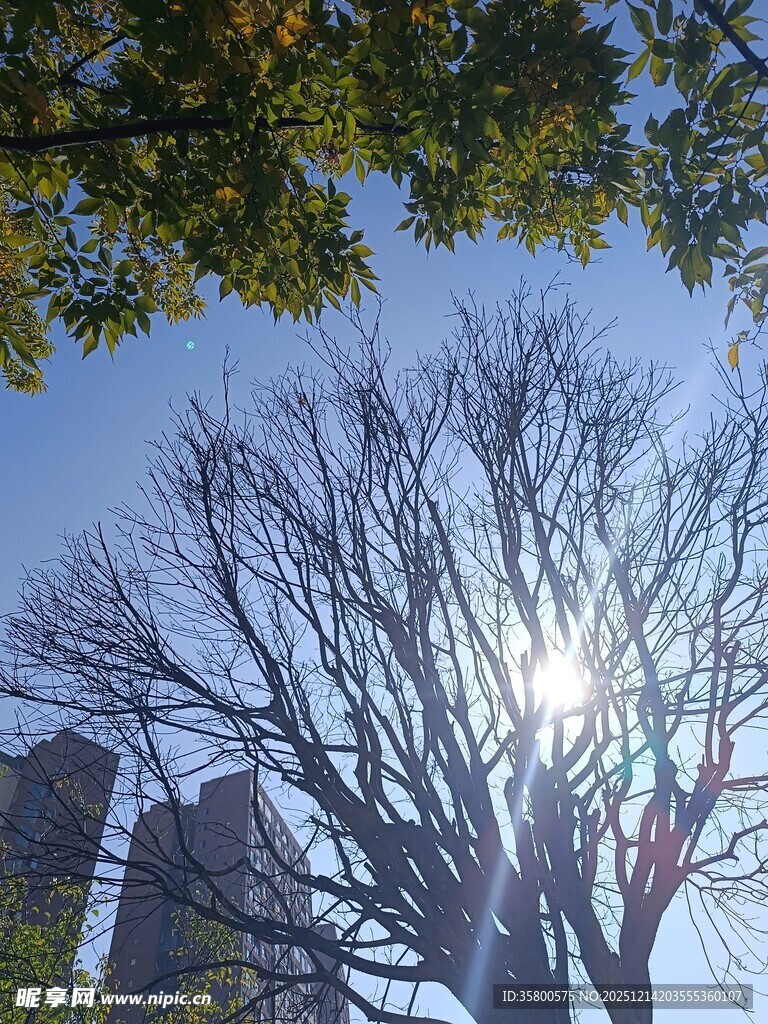 阳光下光秃树木与高楼