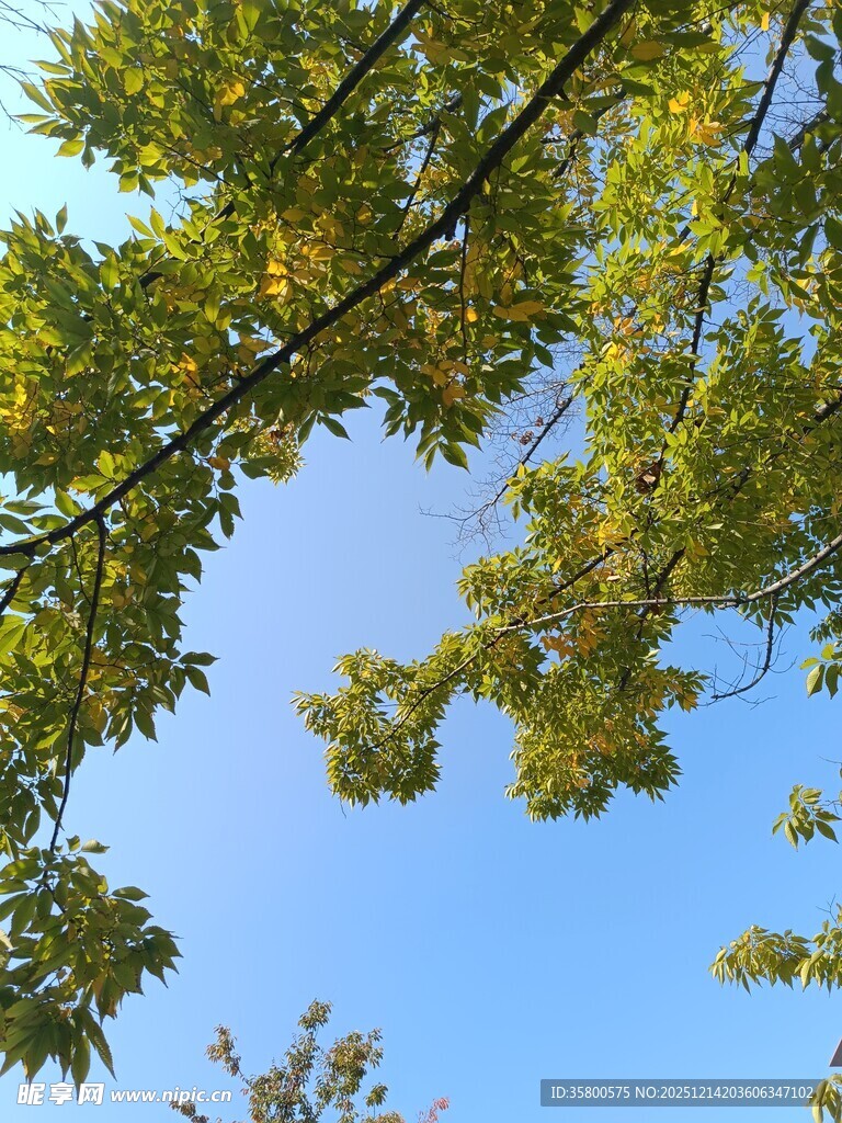 仰观枝叶间的蓝天