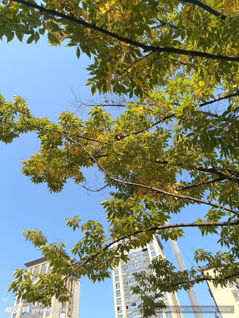 蓝天绿树映衬下的城市楼景