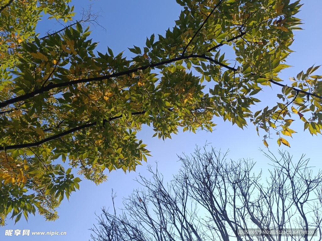 仰观秋日枝叶蓝天美景