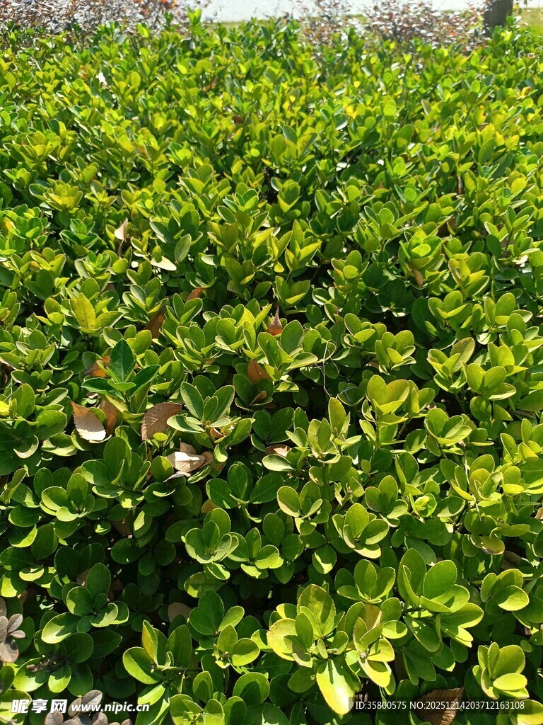 翠绿繁茂的灌木丛