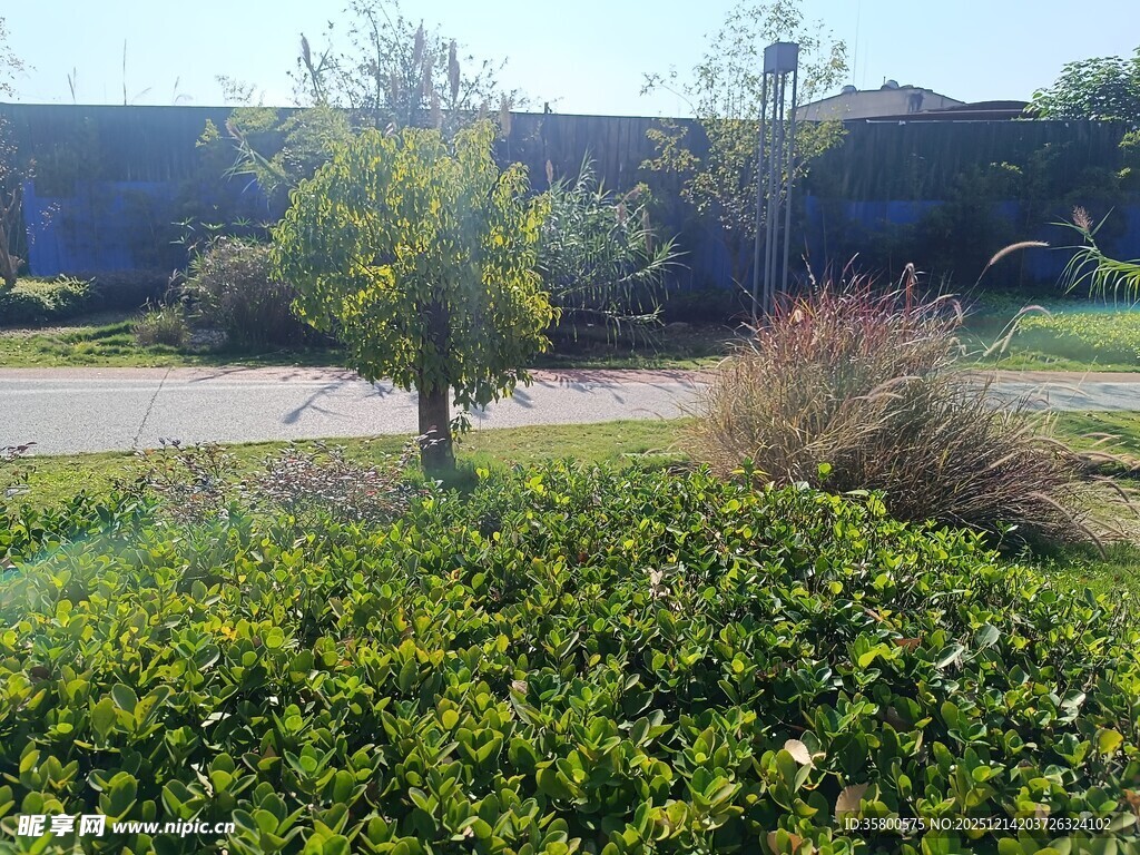 户外绿植景观一角