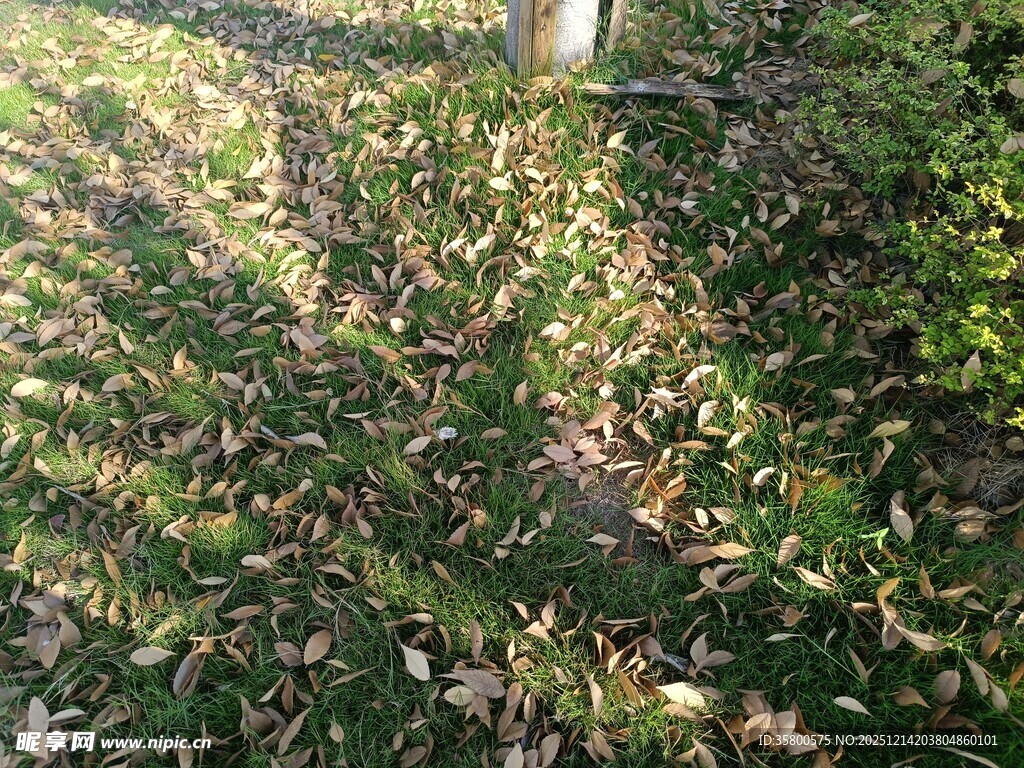 阳光下的斑驳绿植景观