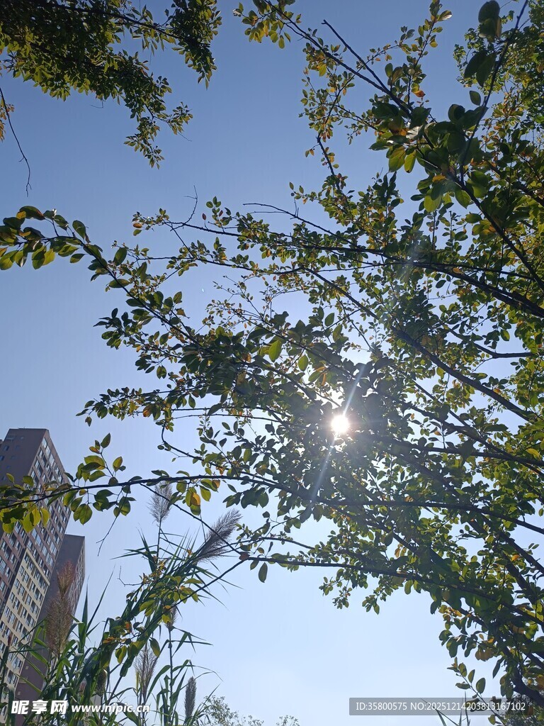 阳光透过枝叶洒向蓝天