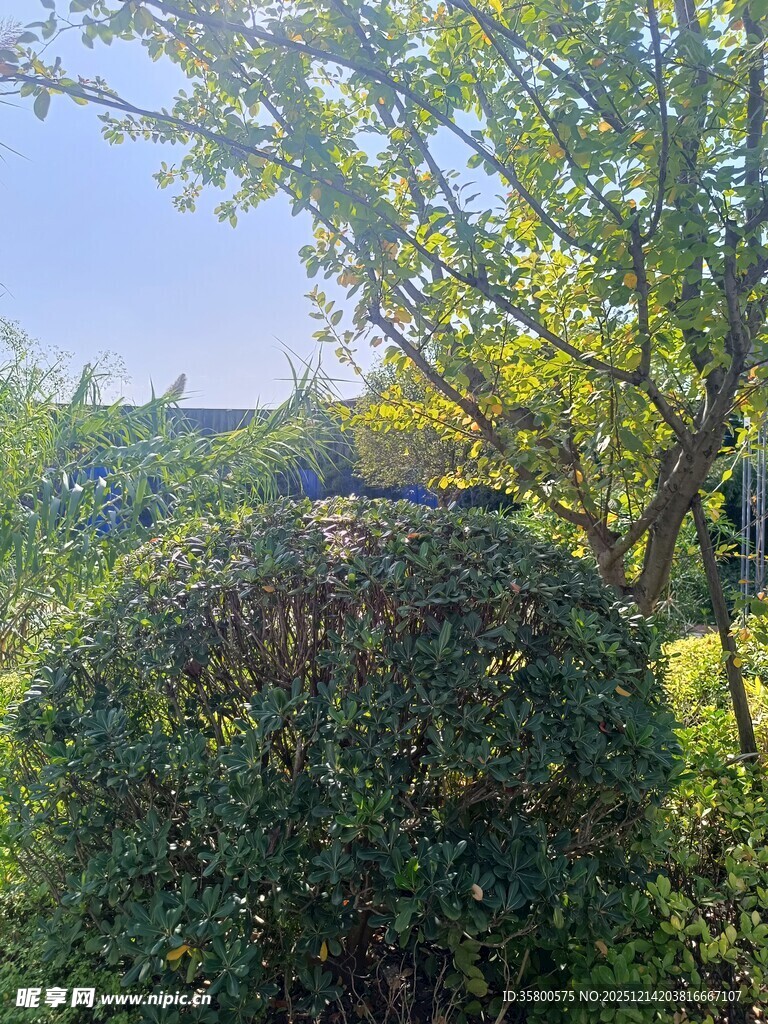 绿意盎然的园林景观