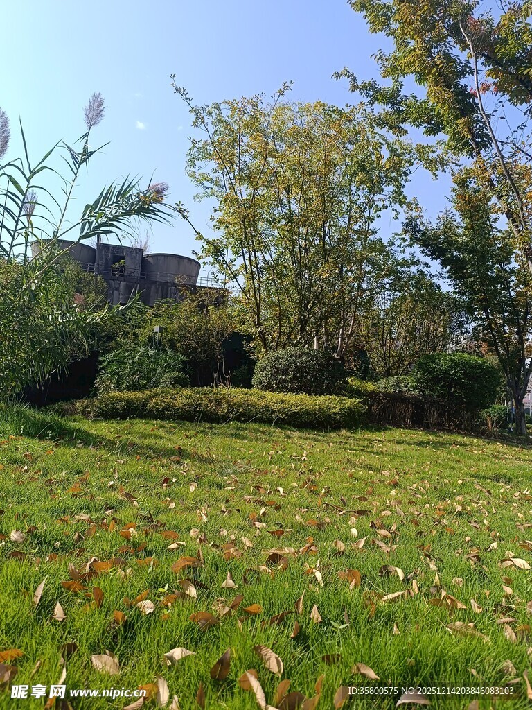 秋日草地落叶与树木景观