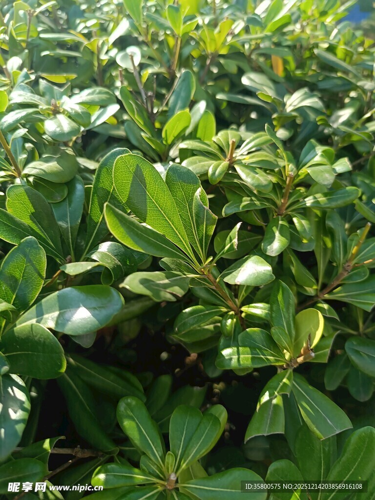 绿叶繁茂的植物景观