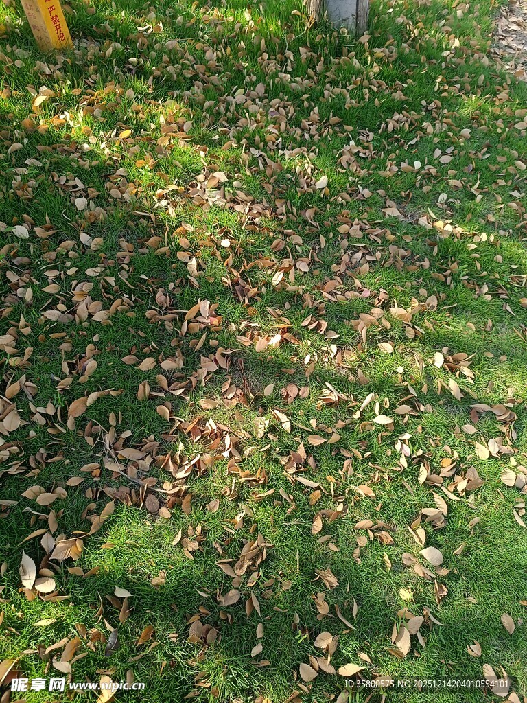 秋日草地落叶景观