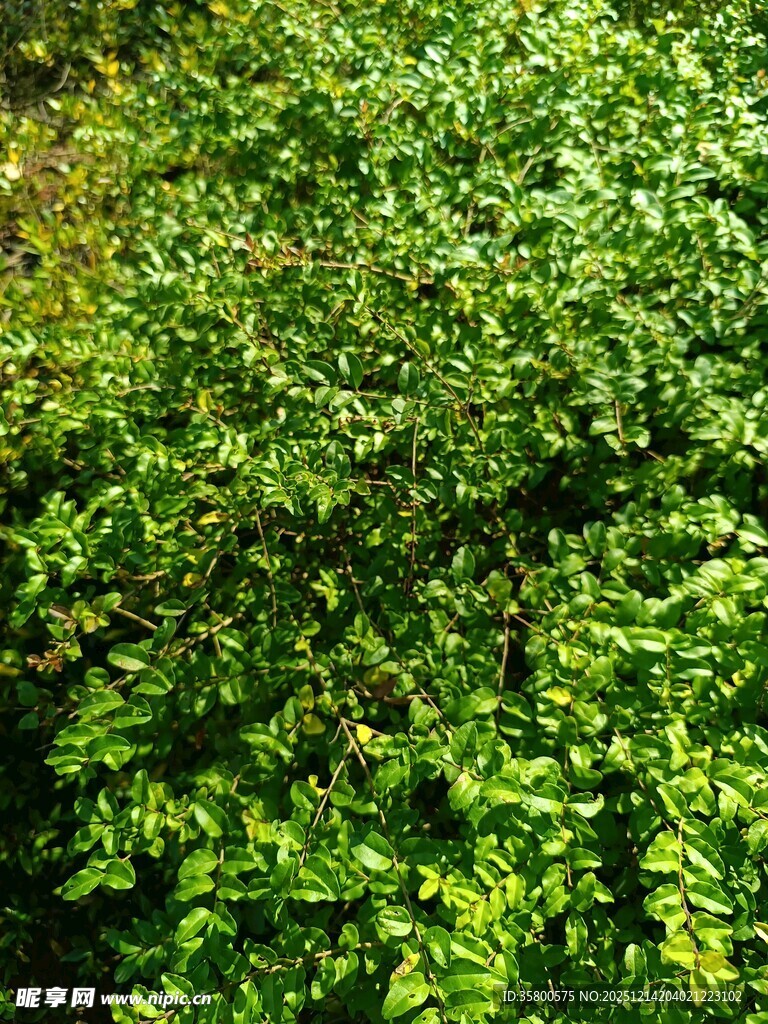 翠绿繁茂的藤蔓植物