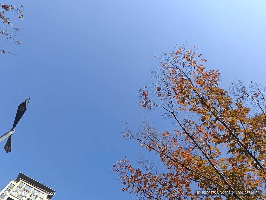 秋日蓝天飞鸟与树木