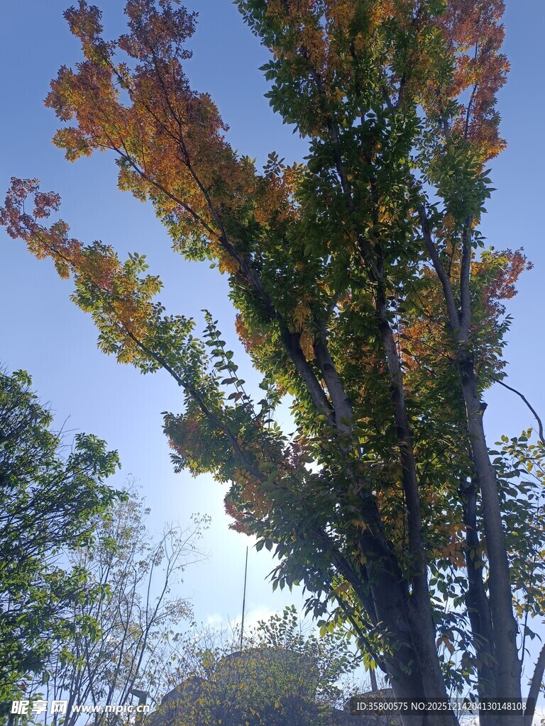 秋日斑斓树木映蓝天