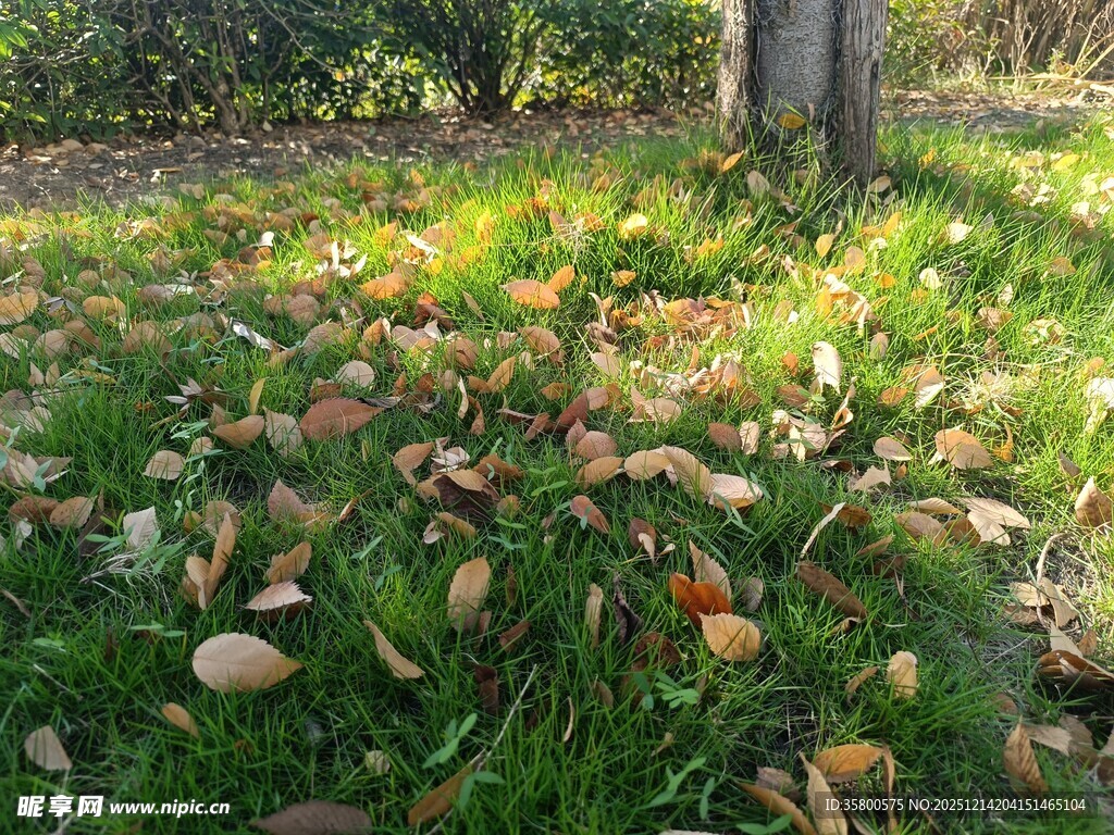 秋日草地落叶美景