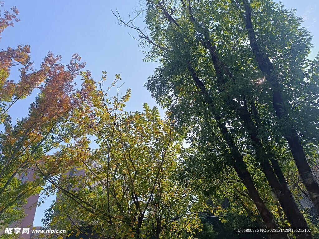 秋日多彩树木景观