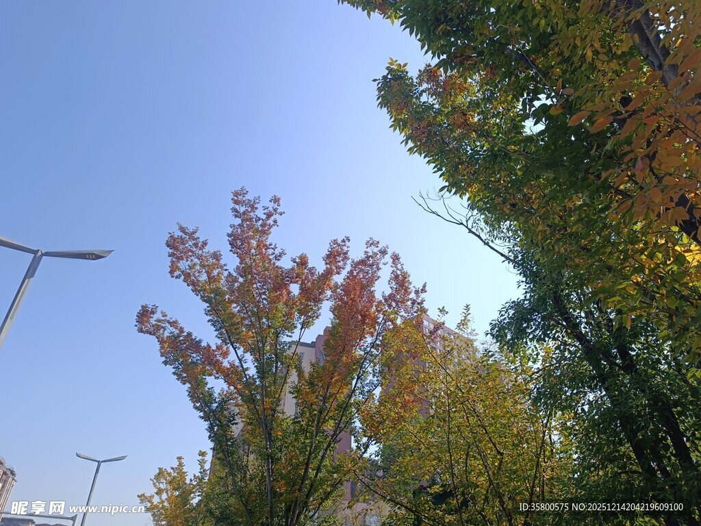 秋日树梢与蓝天风车景象