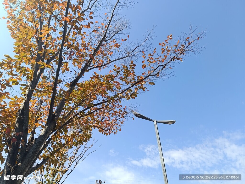 秋日蓝天旁的树木与路灯