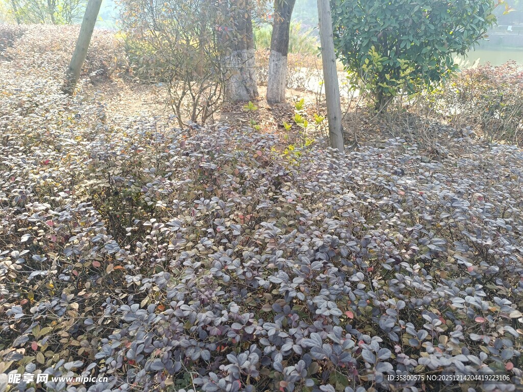 秋日林间枯萎植物景象