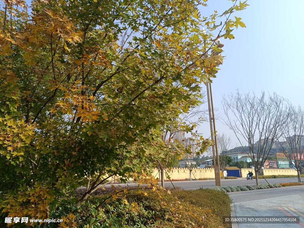 秋日路边的多彩树木景观