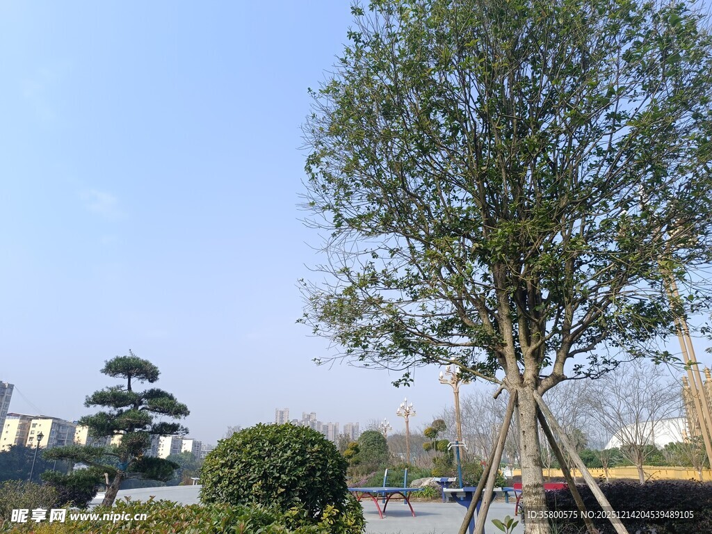 户外挺立的绿树景观