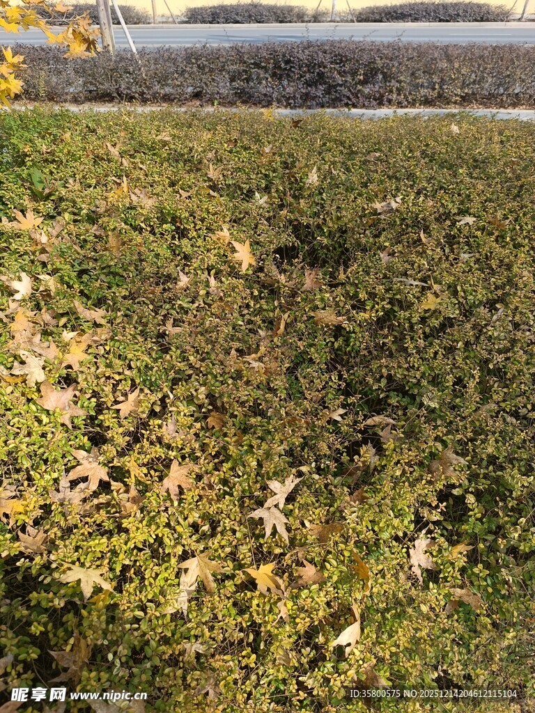 秋日草地落叶景象