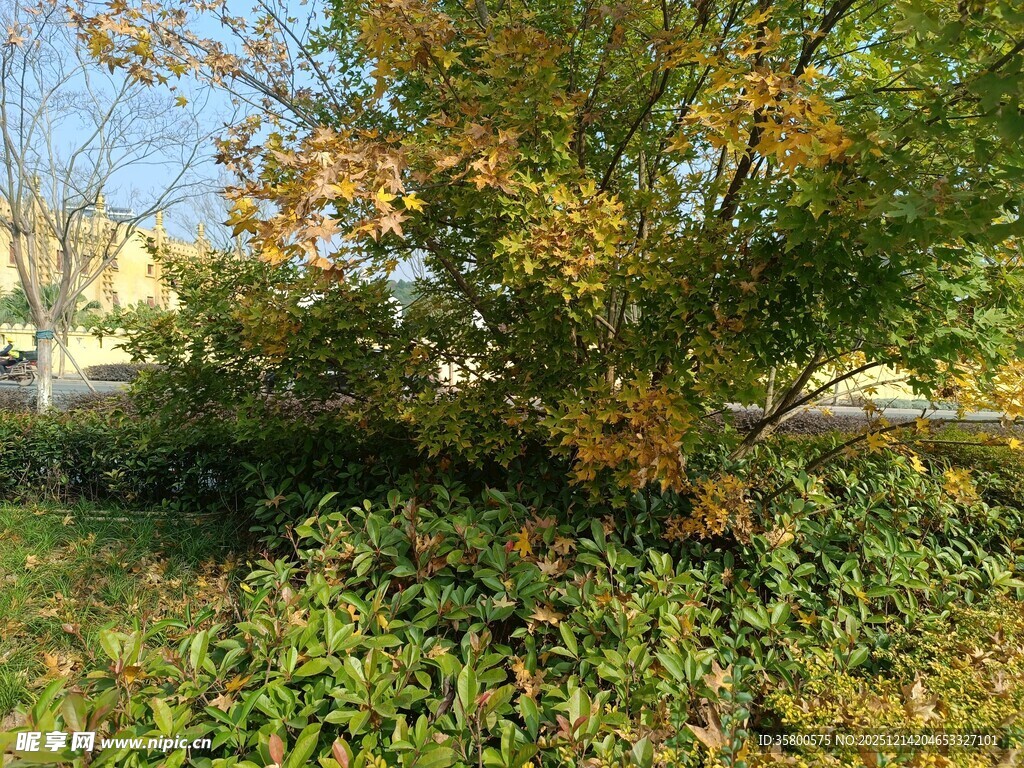 秋日斑斓树木与绿植景观