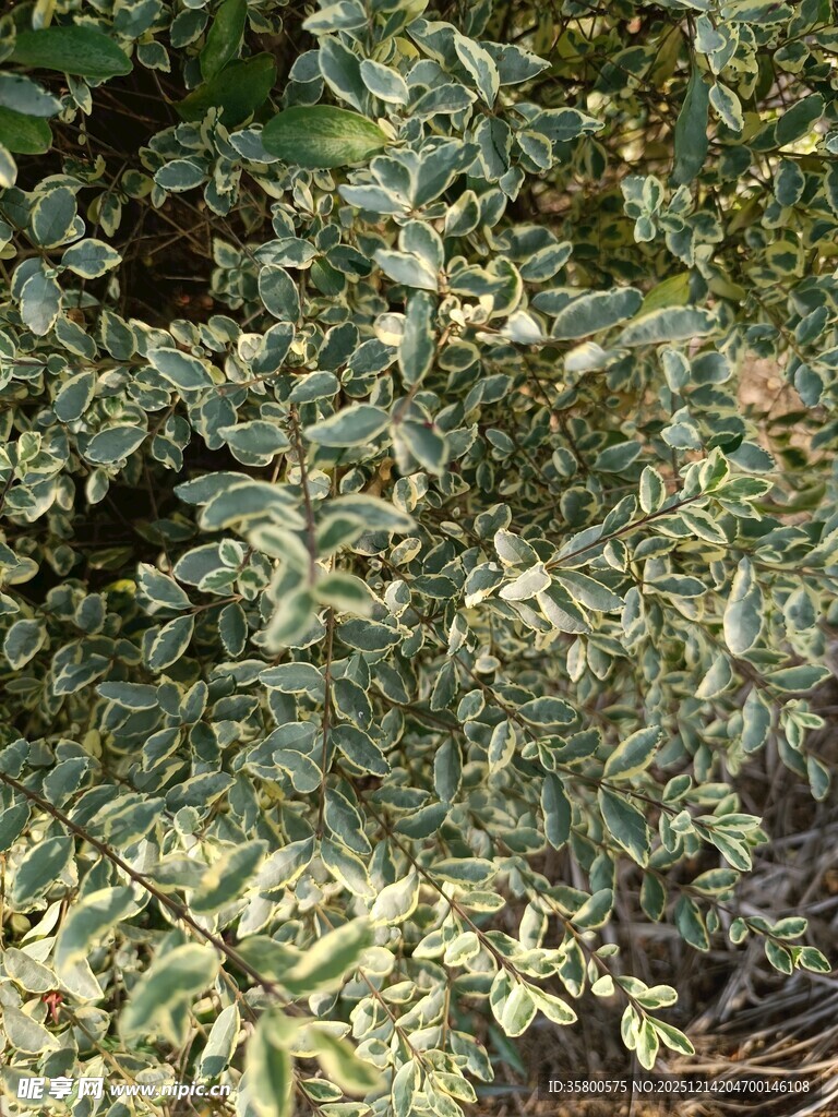 绿叶繁茂的植物景观