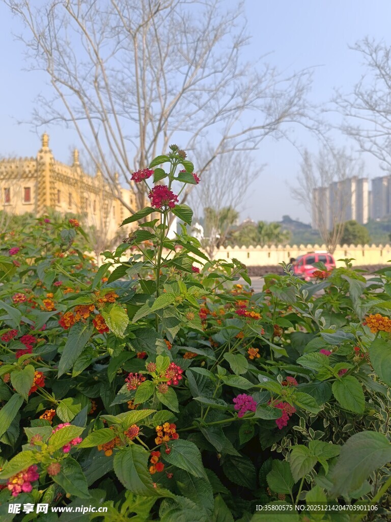 花园中的多彩花卉景观