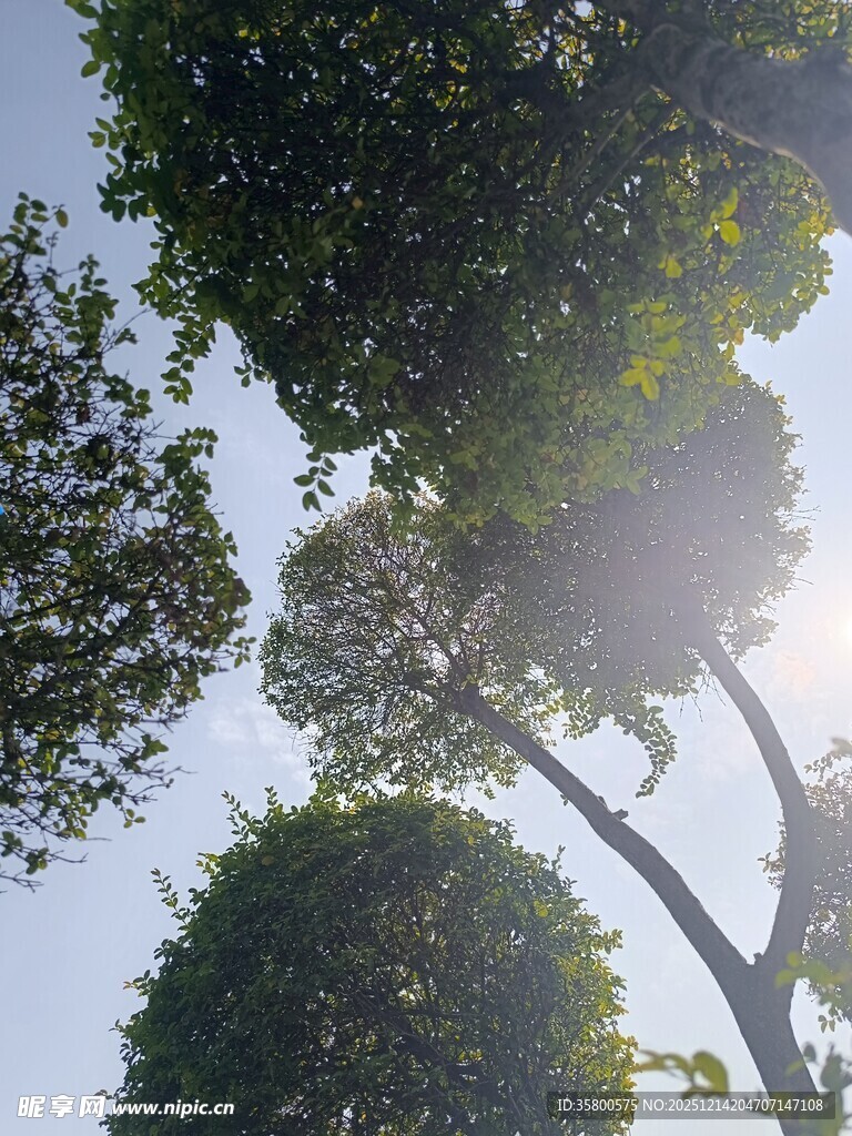 阳光穿透树林绿意盎然