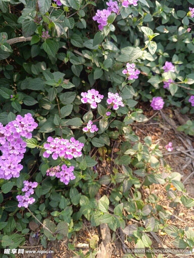 紫色花卉绽放于绿叶间