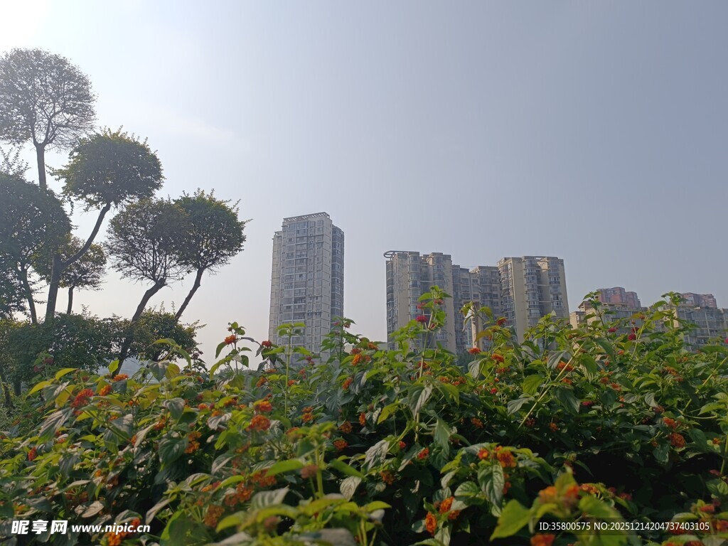 城市绿植与高楼景观