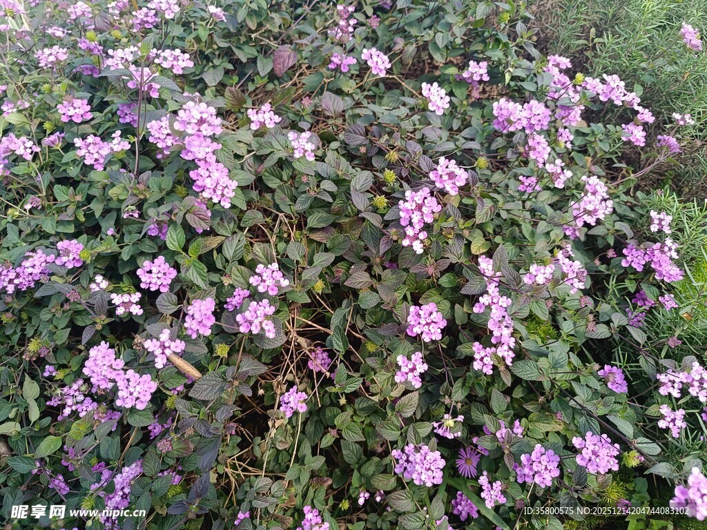 繁茂的紫色花丛