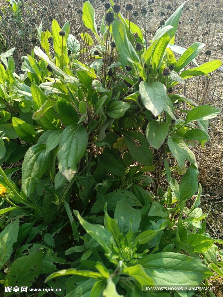 绿叶繁茂的植物景观