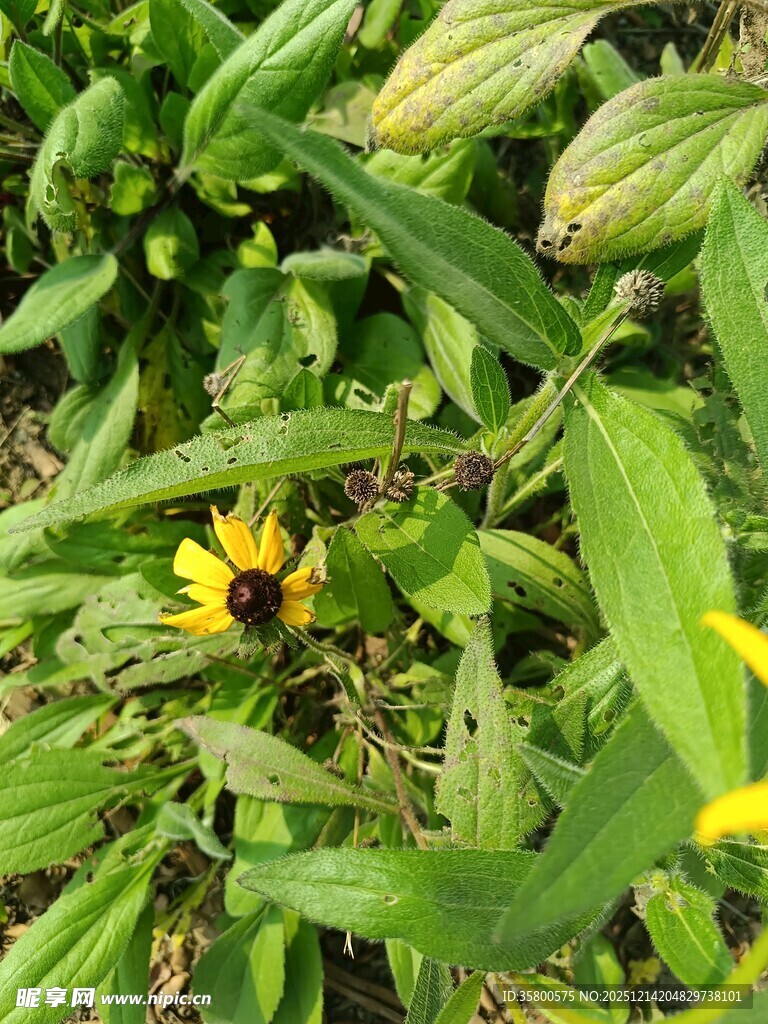 绿叶丛中的黄色小花