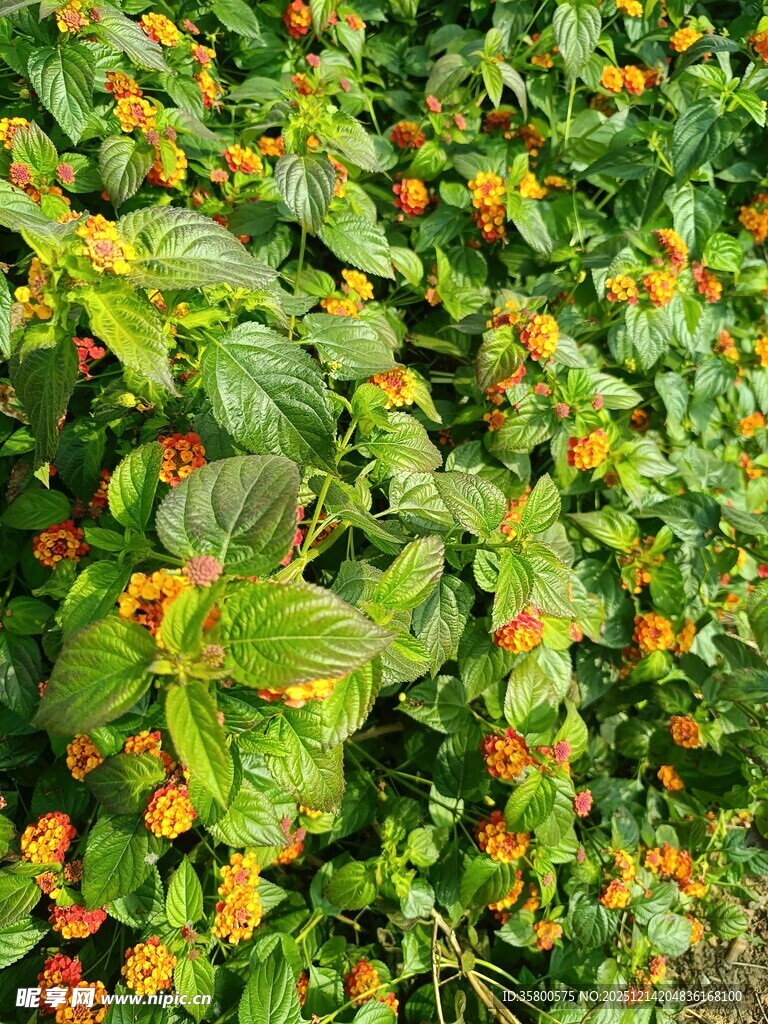 绿叶间的橙色小花绽放