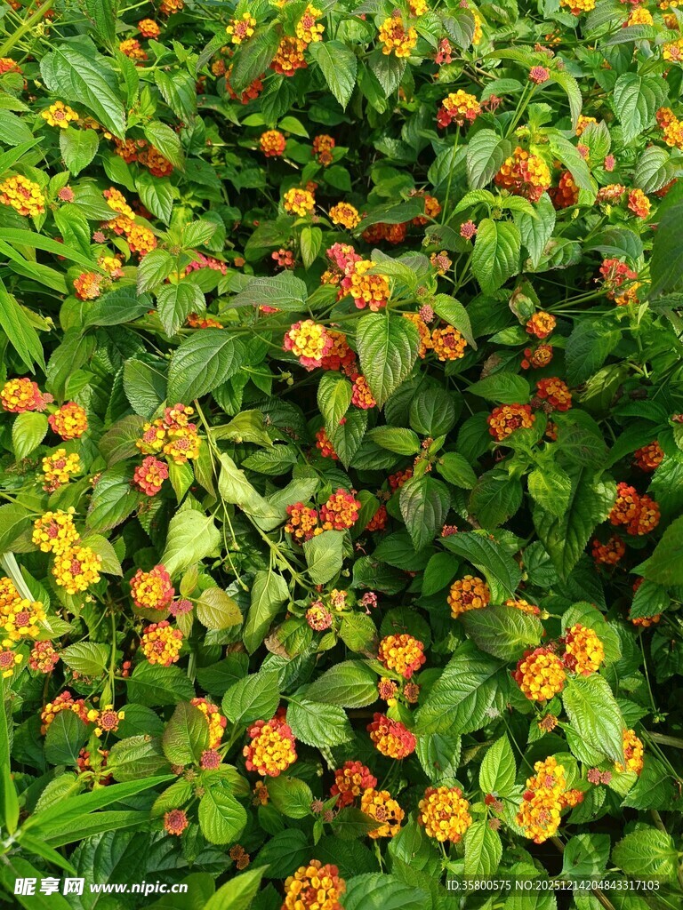 鲜艳多彩的小野花绽放