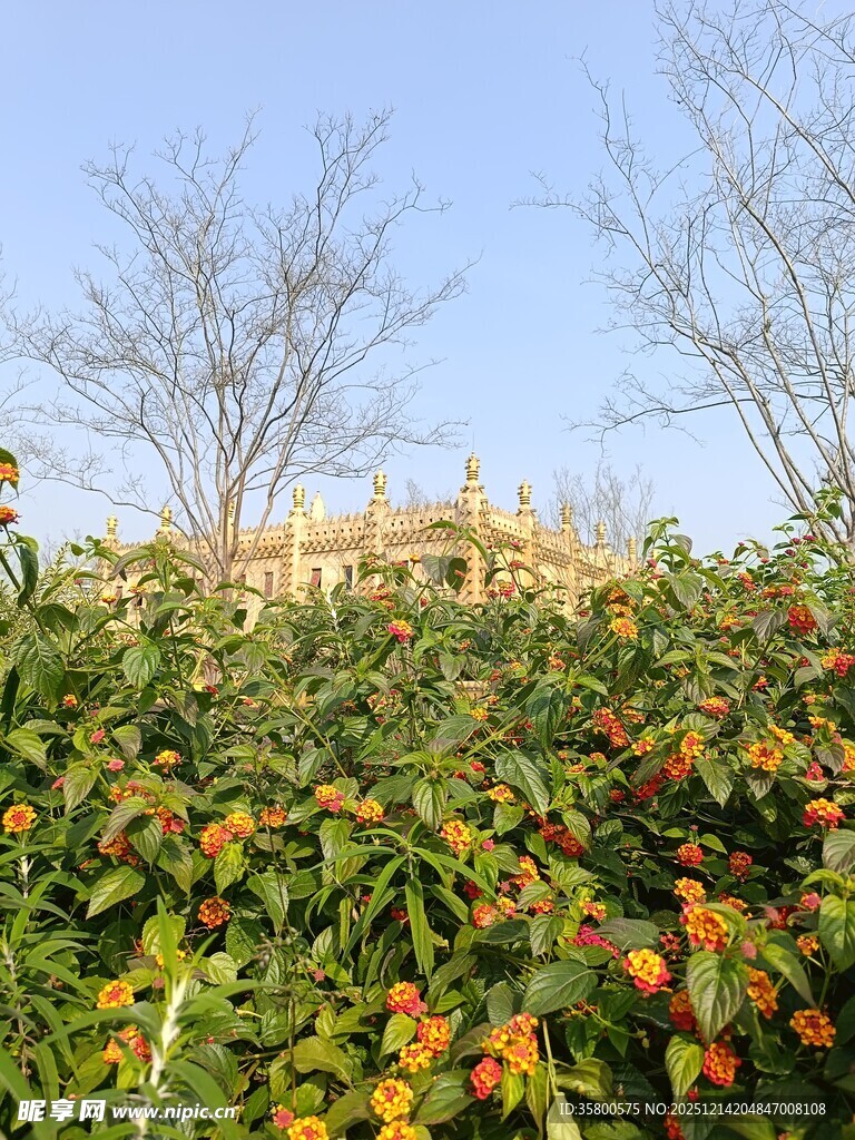 果园中果实累累的景象