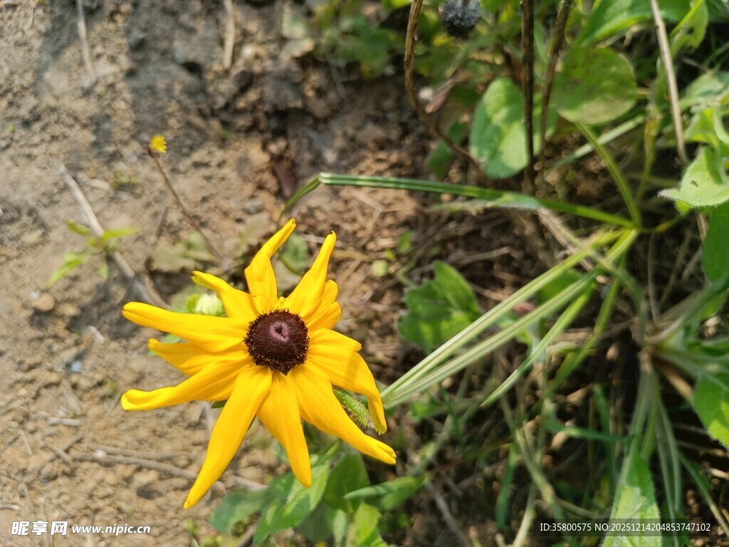 黄色黑心菊绽放于草地