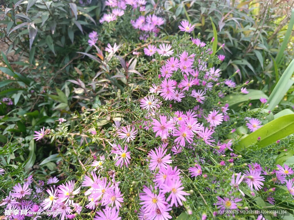 绽放的紫色花卉景观