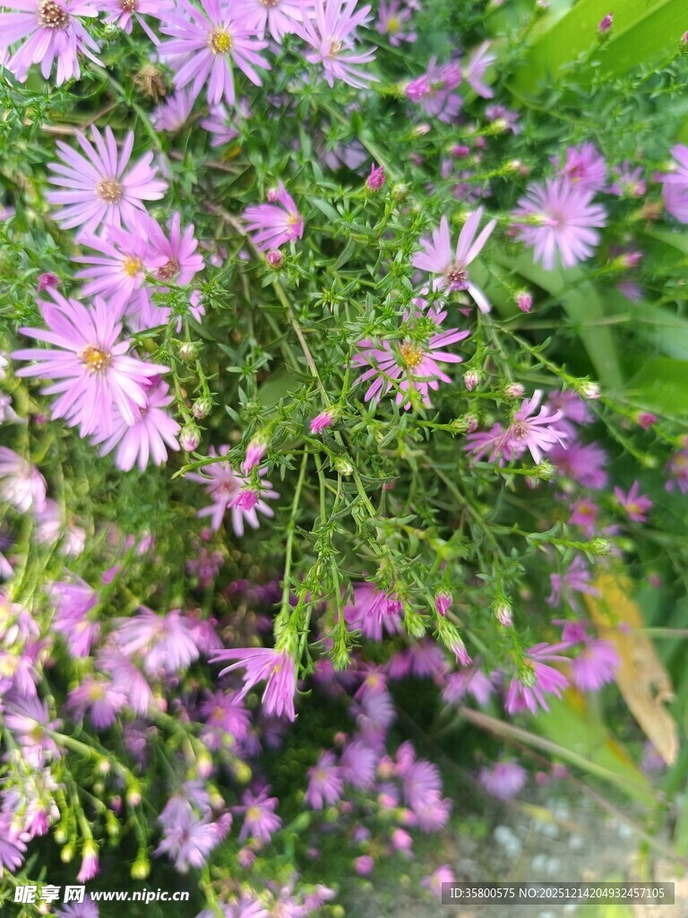 紫色小花绽放生机