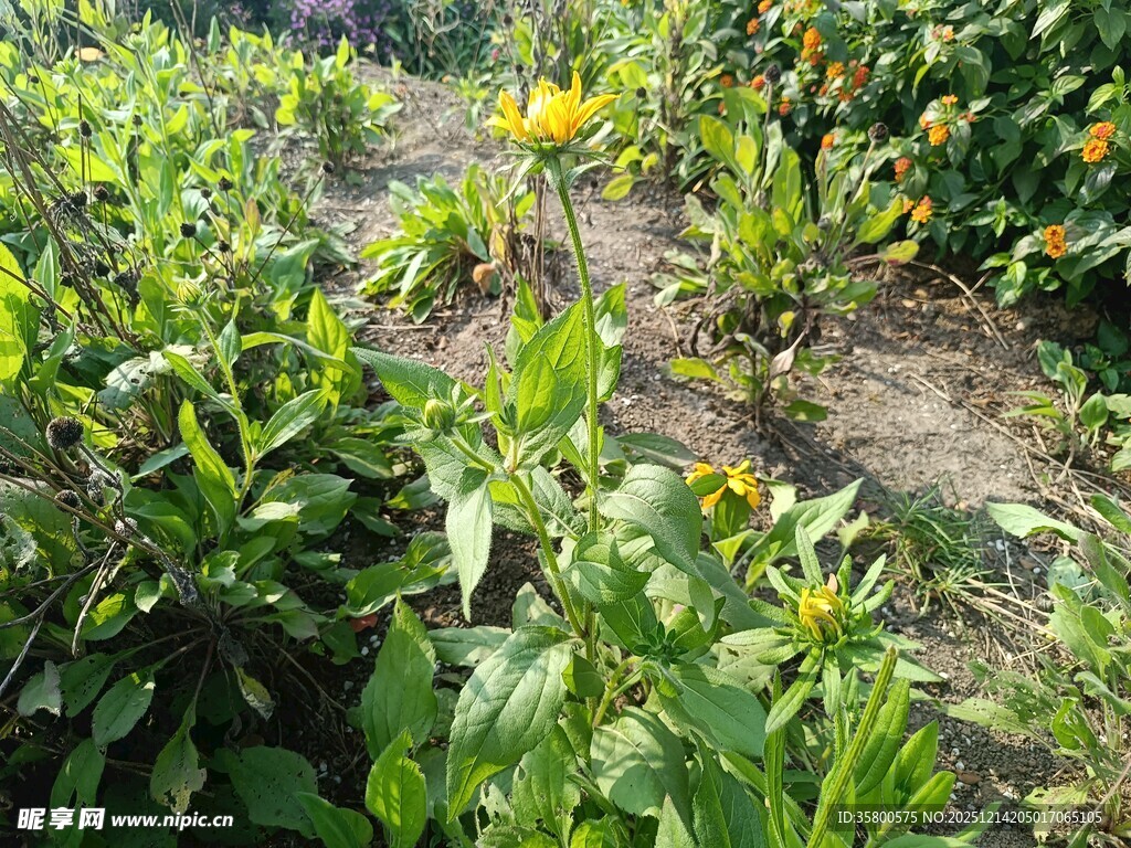 田间绽放的多彩花卉
