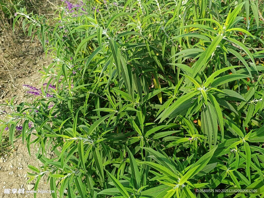 翠绿繁茂的田间植物