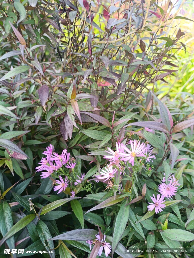 粉色小花绽放绿叶间