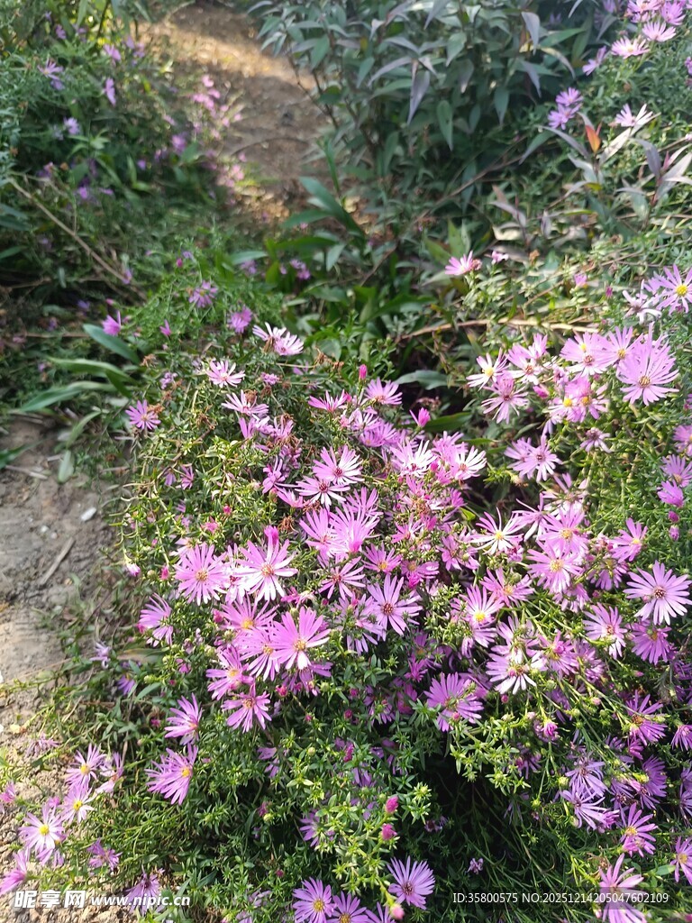 烂漫紫花绽放于绿植间