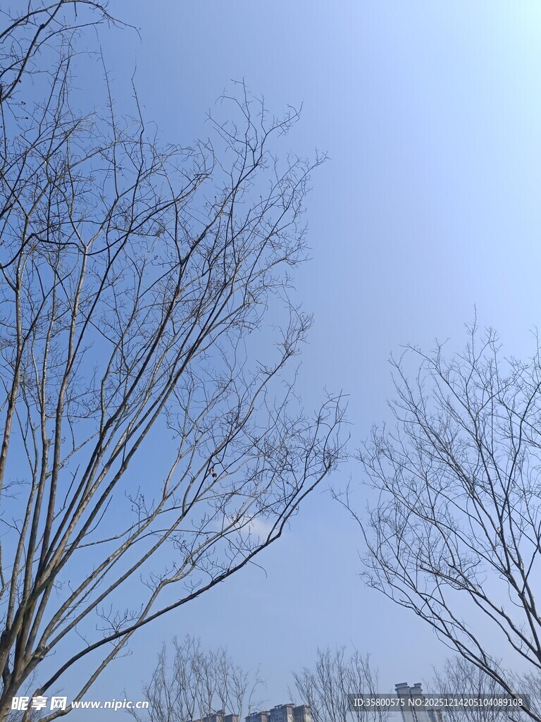 冬日光秃树木与蓝天